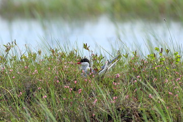 Sterna paradisaea. Arctic tern in summer on the Yamal Peninsula