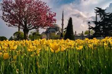 Tulip Festival in Sultahahmet Square. Tulips and Blue Mosque in Istanbul. Photo taken on 21st April 2017, İstanbul, Turkey
