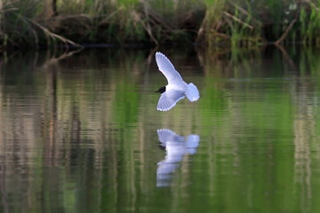 Larus minutus. Little Gull in flight is reflected in the lake