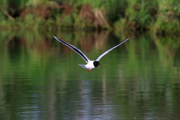 Larus minutus. Little Gull flying over the water on the Yamal Peninsula