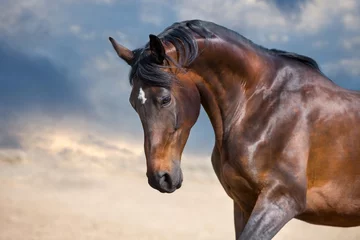 Rolgordijnen Paard Baai paard portret