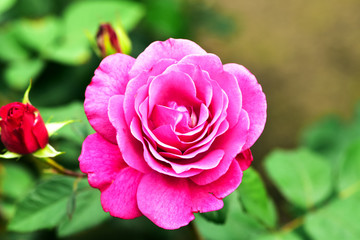 Blooming pink colored roses in garden with blurred background