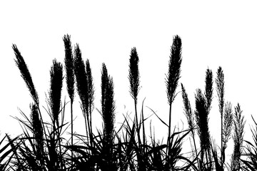 Obraz premium Wheat Spikes Graphic Silhouette