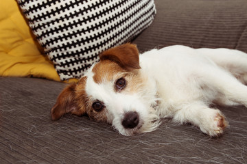 Furry jack russell dog during shedding or molt hair season resting on sofa furniture.