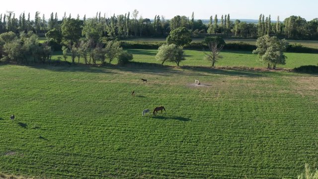 horse in a field with a foal aerial drone shot Camargue Gard France sunset 
