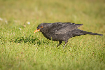 Eine männliche Amsel auf Futtersuche