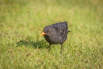 Eine männliche Amsel auf Futtersuche