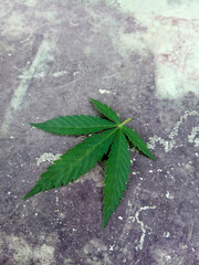 very unusual sheet on the wall