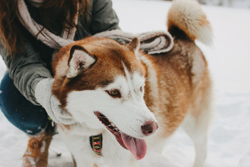 Red dog husky with his mistress girl outdoors in cold season