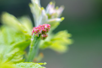 Young grape vine and leaves of grapes in the spring