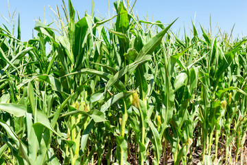Obraz premium young fresh corn field growing, agriculture farming rural economy agronomy concept