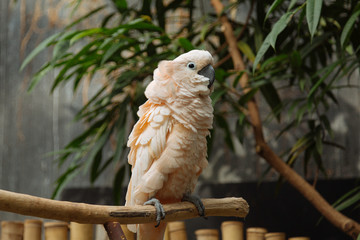 Moluccan Cockatoo © Sara
