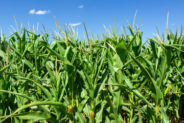 young fresh corn field growing, agriculture farming rural economy agronomy concept