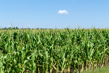 young fresh corn field growing, agriculture farming rural economy agronomy concept
