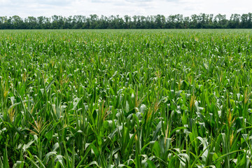 young fresh corn field growing, agriculture farming rural economy agronomy concept