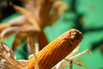 Corn on the cob