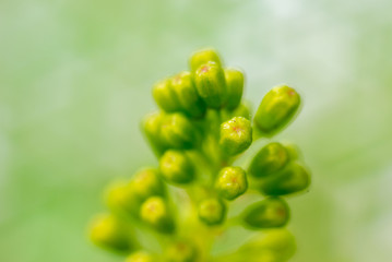 Young grape vine and leaves of grapes in the spring