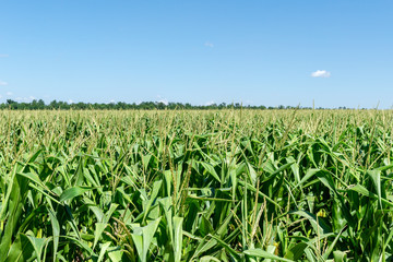 young fresh corn field growing, agriculture farming rural economy agronomy concept