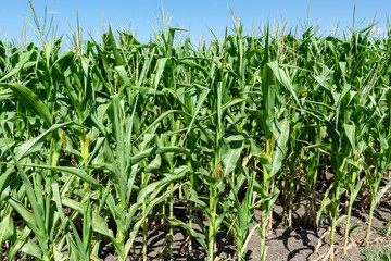 Obraz premium young fresh corn field growing, agriculture farming rural economy agronomy concept