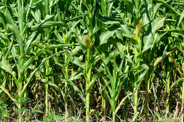 young fresh corn field growing, agriculture farming rural economy agronomy concept