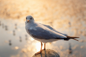 Animal and Wildlife, Close-Up Shot of Seagull Bird Against Sea Shore at Sunset., Grey Sea Gull Bird is Standing on Barrier Handrail With Golden Light of The Sun.