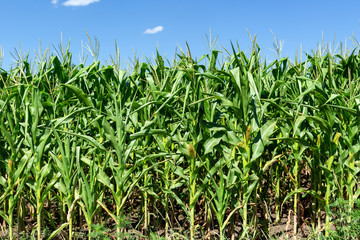 young fresh corn field growing, agriculture farming rural economy agronomy concept