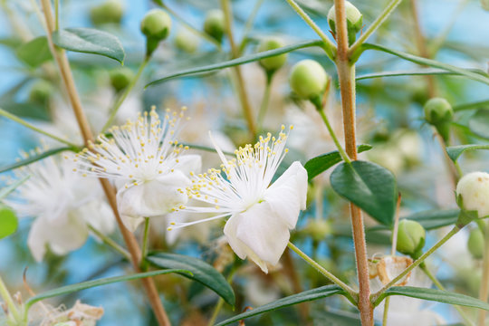 White blossom of myrtle tree. Myrtus communis ( common myrtle ) plant with green leaves and white  flowers, close up macro