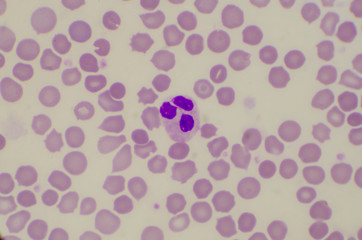 Close up neutrophil on red blood cells background.