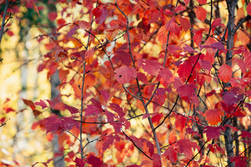 Vivid red leaves of hawthorn on autumn bokeh background. Beautiful shrub of crataegus on fall hedge texture in sunrise. Rich flora in sunset. Colorful foliage in golden hour. Scenic natural backdrop.