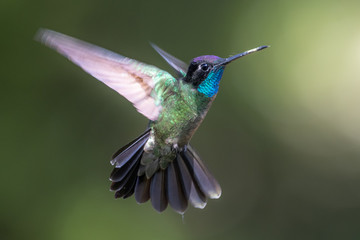 Blue hummingbird Violet Sabrewing flying next to beautiful red flower. Tinny bird fly in jungle. Wildlife in tropic Costa Rica. Two bird sucking nectar from bloom in the forest. Bird behaviour