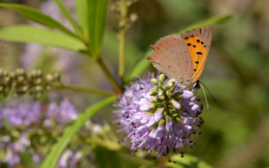 Specimen of Lycaena phlaeas placed on the stem of a Lavender flower