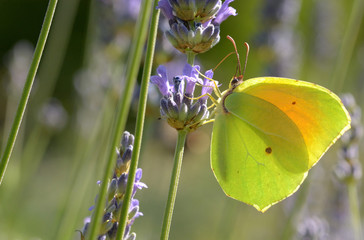 Specimen of Cleopatra butterfly placed on the stem of a Lavender flower © Famed01