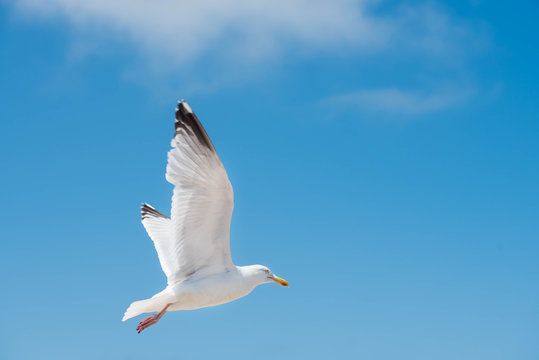 mouette en plein vol