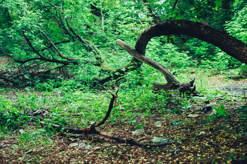 Garbage pile in forest among plants. Toxic plastic into nature everywhere. Rubbish heap in park...