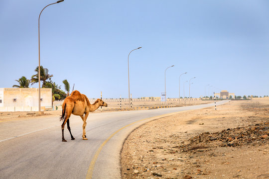 Camel on the road in Oman