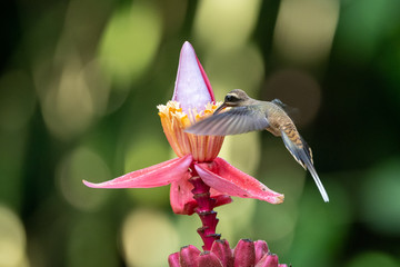 Blue hummingbird Violet Sabrewing flying next to beautiful red flower. Tinny bird fly in jungle. Wildlife in tropic Costa Rica. Two bird sucking nectar from bloom in the forest. Bird behaviour © vaclav