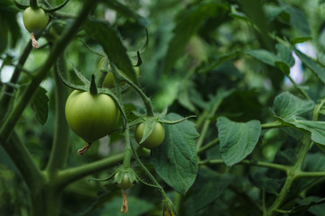 Unripe tomatoes growing on the garden bed. Fresh vegetables in the greenhouse on a branch with the green fruits. The shrub immature vegetables on stems. Young selected fruit on bush. Soft focus
