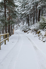 Snowy road in a woodland