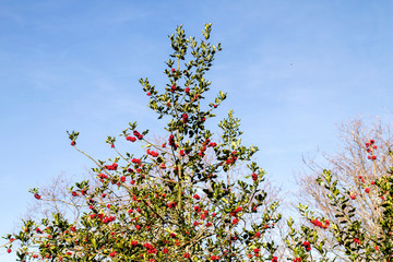 Obraz na płótnie Canvas Holly tree with red berries