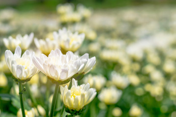 many white Chrysanthemum flower in field