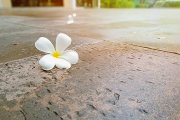 White Plumeria fall dawn on the rough street floor with sunlight. 