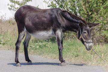 Naklejka na ściany i meble Gray mule goes in the field at summer day. Donkey graze beside the road and field. Sad jackass stands on the roadside