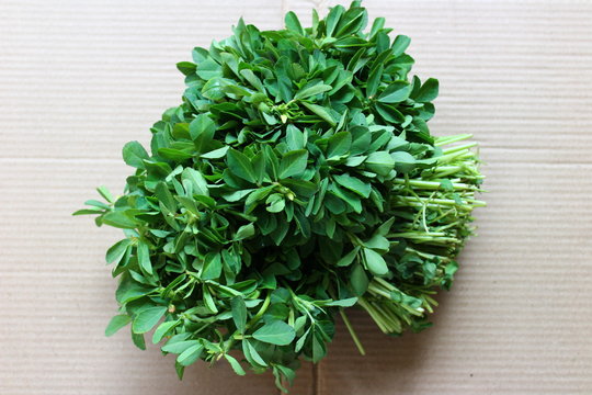 Bunch of fenugreek leaves isolated