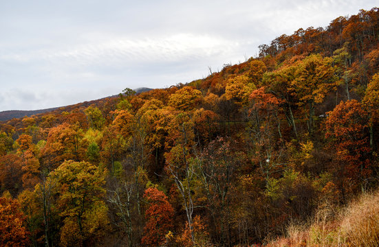 Aerial view of mountain forests in bright autumn colors