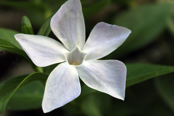 Fototapeta na wymiar Stella bianca e fiore di gelsomino