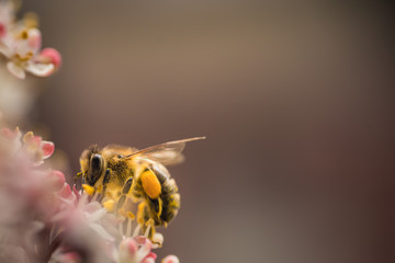 Biene bei der Arbeit 2 © JMormul