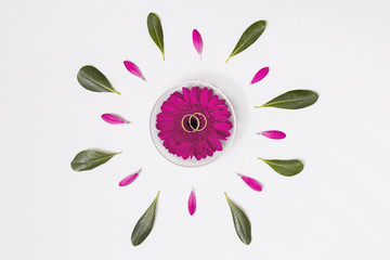 Flower with rings between petals and foliage