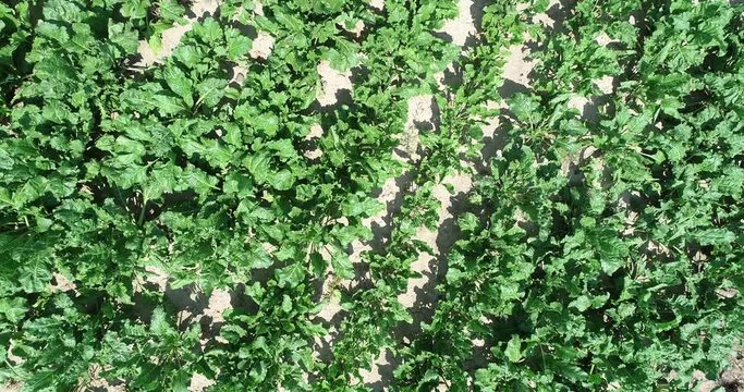 Acker-,Wald-Luftaufnahme