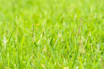 Green leaf on blurred greenery background. Beautiful leaf texture in nature. Natural background. close-up of macro with free space for text.