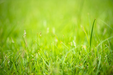 Green leaf on blurred greenery background. Beautiful leaf texture in nature. Natural background. close-up of macro with free space for text.
